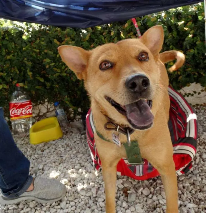 Cachorro ra a SRD idade 2 anos nome Lupi