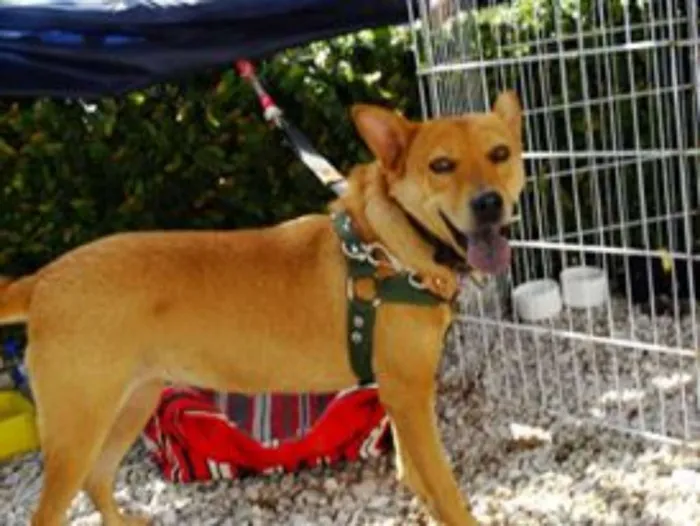 Cachorro ra a SRD idade 2 anos nome Lupi