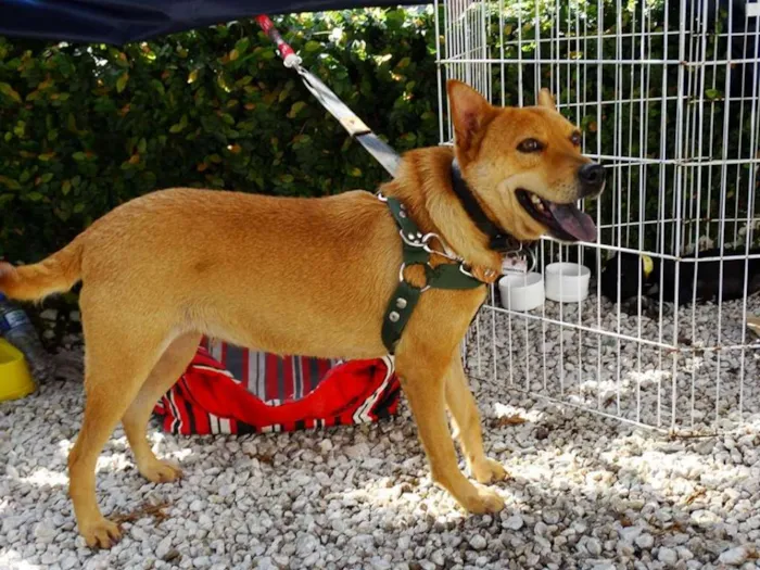 Cachorro ra a SRD idade 2 anos nome Lupi