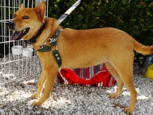 Cachorro raça SRD idade 2 anos nome Lupi