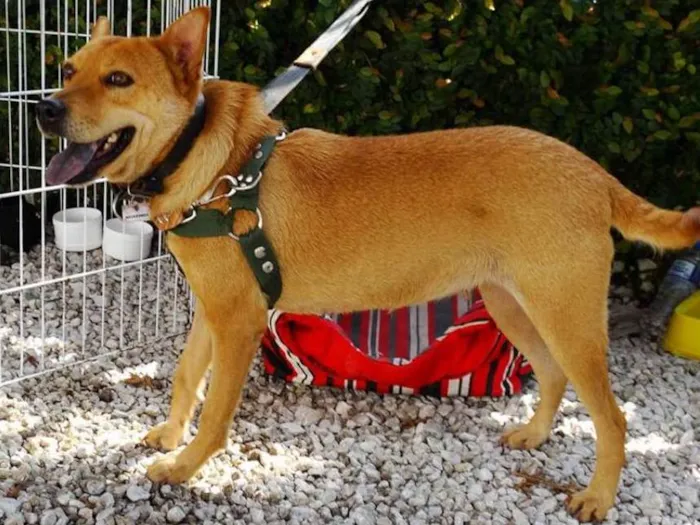 Cachorro ra a SRD idade 2 anos nome Lupi