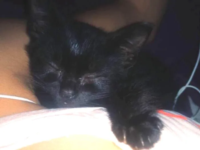 Gato ra a SRD idade Abaixo de 2 meses nome Tiana