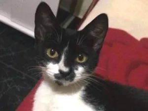 Gato raça SRD idade 2 a 6 meses nome Ágatha