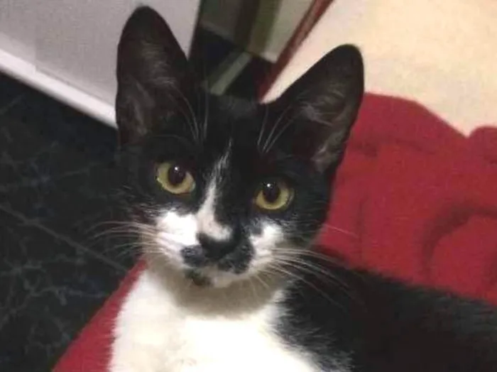 Gato ra a SRD idade 2 a 6 meses nome Ágatha