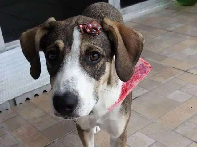Cachorro ra a SRD idade 7 a 11 meses nome Ayra