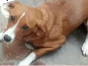 Cachorro raça SRD idade 7 a 11 meses nome Bela (Jaçanã)