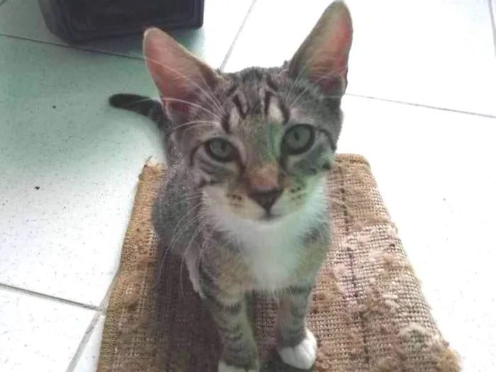 Gato ra a Pêlo Curto Brasileiro idade 1 ano nome Fofinha