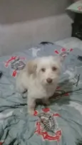 Floquinho