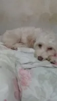 Floquinho