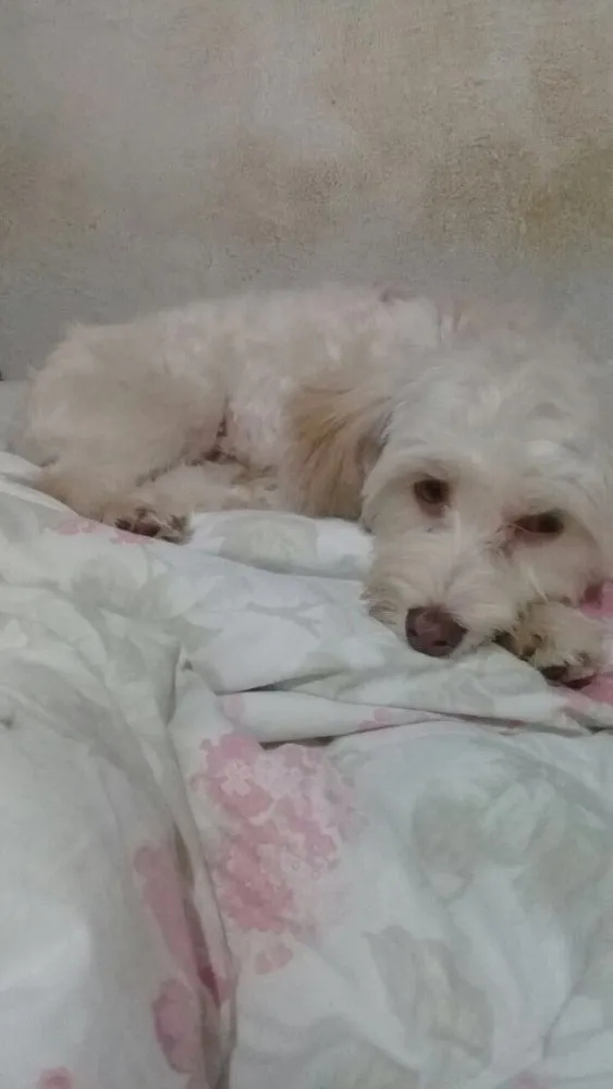Cachorro ra a Srd idade 2 anos nome Floquinho