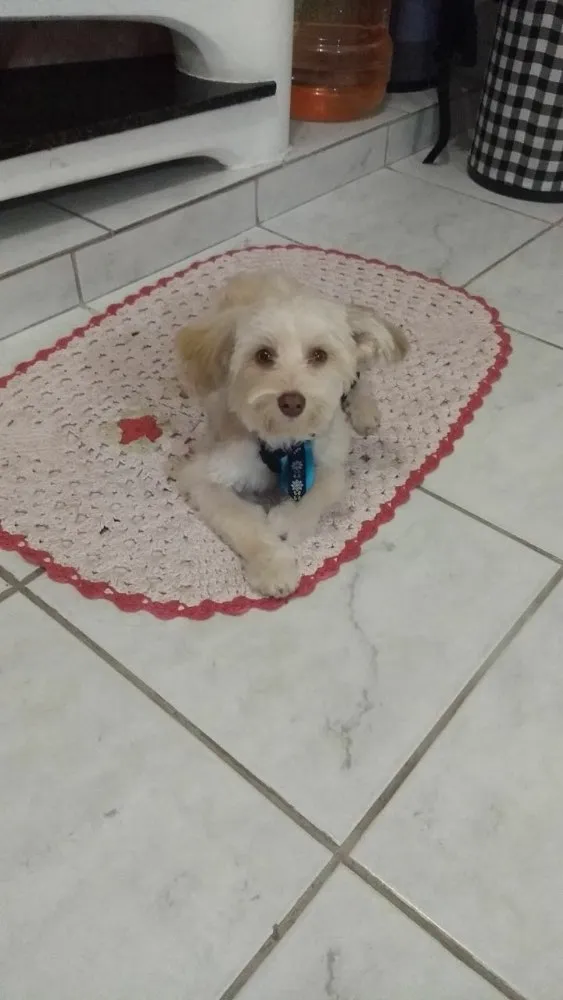 Cachorro ra a Srd idade 2 anos nome Floquinho