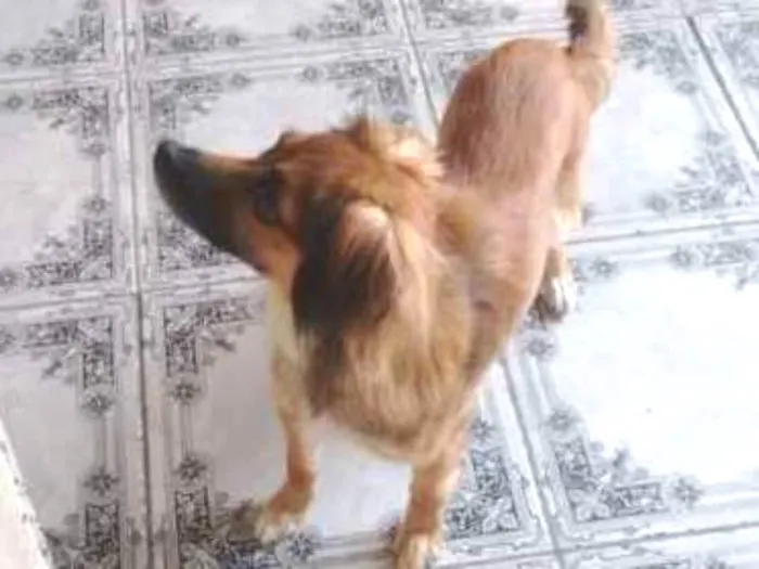 Cachorro ra a Paulistinha idade 7 a 11 meses nome Susy