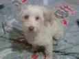 Floquinho