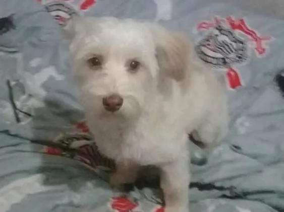 Cachorro ra a Srd idade 2 anos nome Floquinho