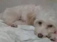 Floquinho