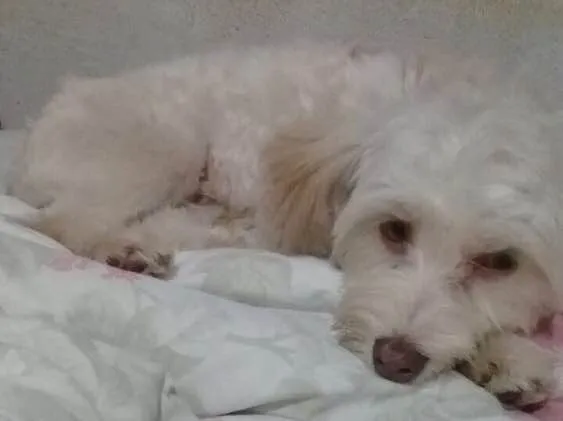 Cachorro ra a Srd idade 2 anos nome Floquinho