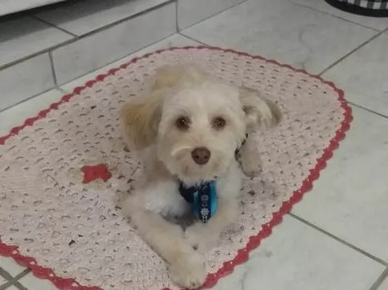 Cachorro ra a Srd idade 2 anos nome Floquinho