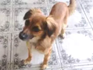 Cachorro raça Paulistinha idade 7 a 11 meses nome Susy