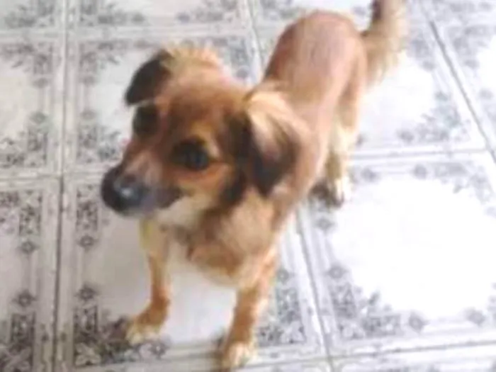 Cachorro ra a Paulistinha idade 7 a 11 meses nome Susy