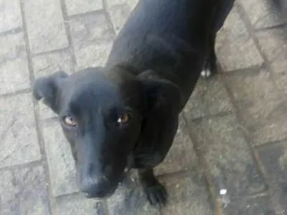 Cachorro raça indefinida idade 3 anos nome meg