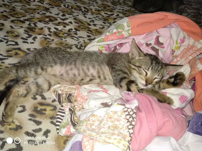 Gato ra a Sem raça definida idade 2 a 6 meses nome Sem nome