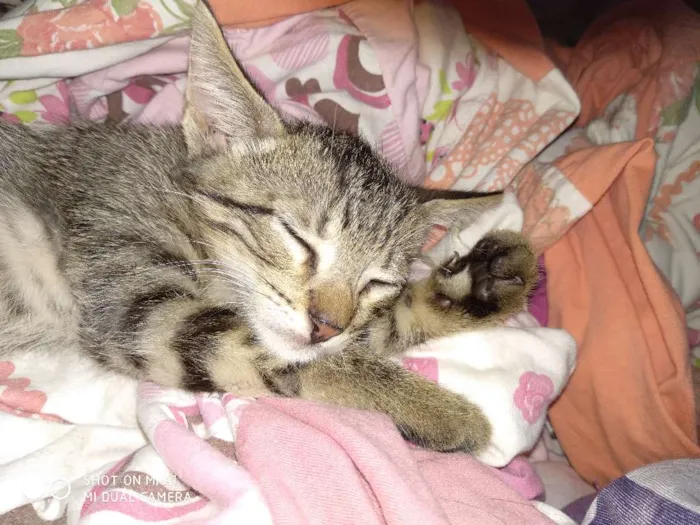 Gato ra a Sem raça definida idade 2 a 6 meses nome Sem nome