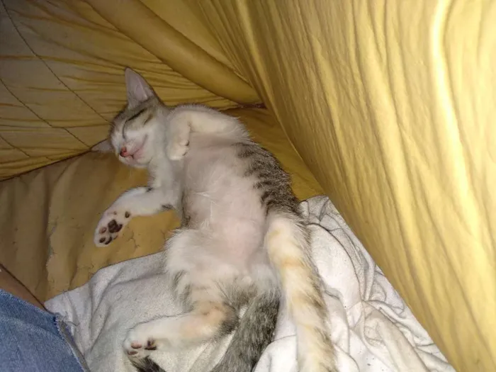 Gato ra a Sem raça definida idade 2 a 6 meses nome Sem nome