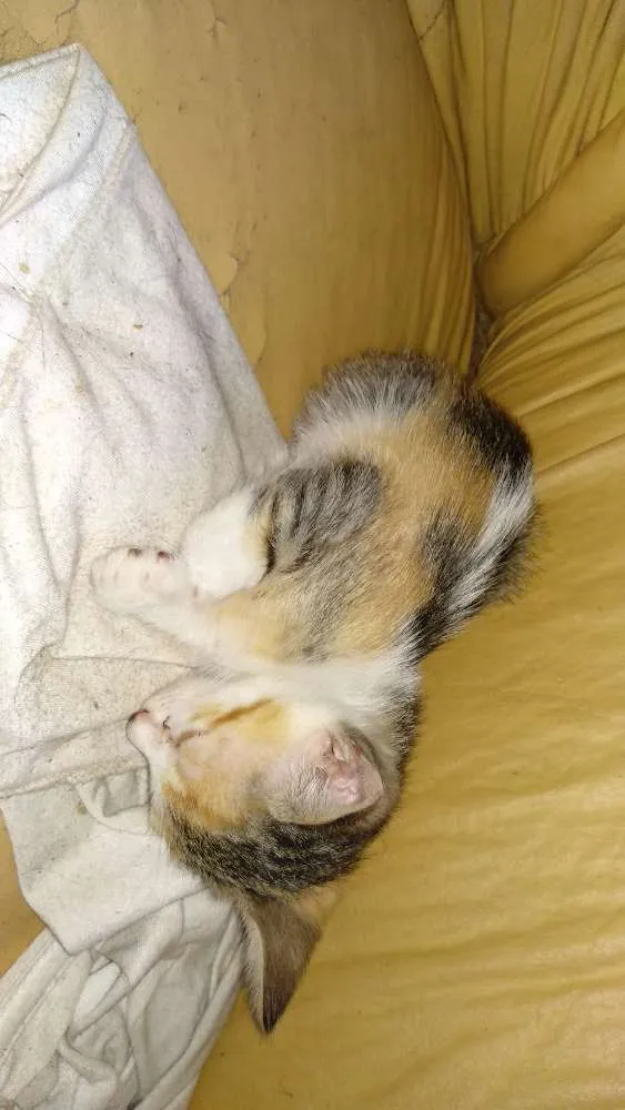 Gato ra a Sem raça definida idade 2 a 6 meses nome Sem nome