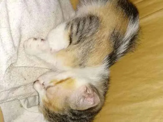 Gato ra a Sem raça definida idade 2 a 6 meses nome Sem nome