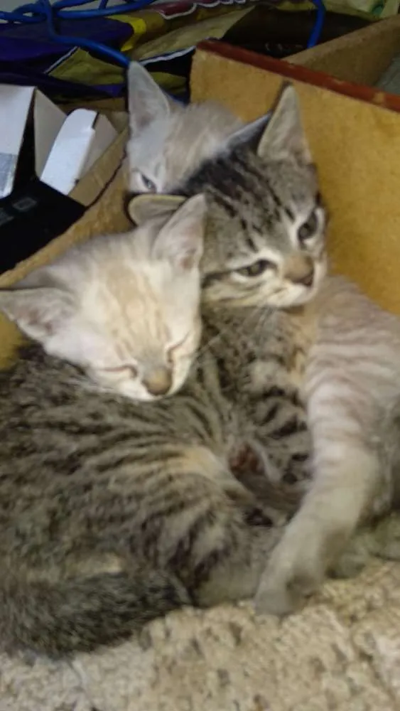 Gato ra a Sem raça definida idade 2 a 6 meses nome Sem nome