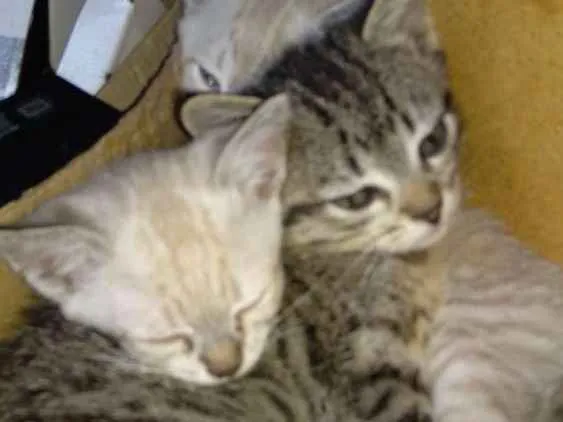 Gato ra a Sem raça definida idade 2 a 6 meses nome Sem nome