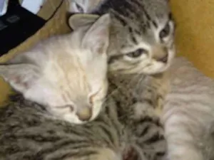 Gato raça Sem raça definida idade 2 a 6 meses nome Sem nome