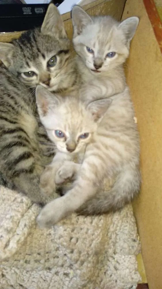 Gato ra a Sem raça definida idade 2 a 6 meses nome Sem nome