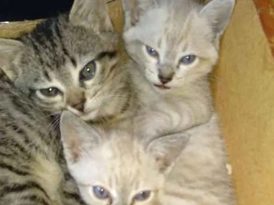 Gato ra a Sem raça definida idade 2 a 6 meses nome Sem nome
