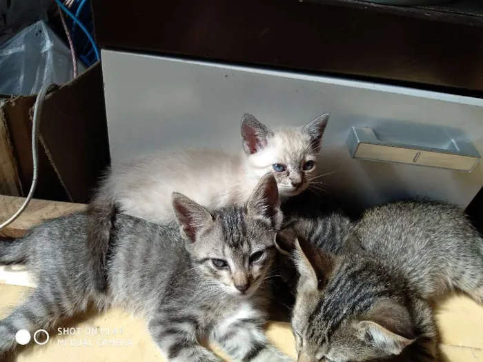 Gato ra a Sem raça definida idade 2 a 6 meses nome Sem nome