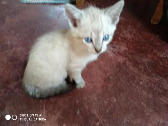 Gato ra a Sem raça definida idade 2 a 6 meses nome Sem nome