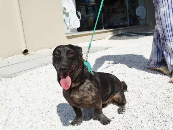 Cachorro ra a SRD idade 1 ano nome Otello