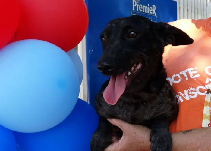 Cachorro ra a SRD idade 1 ano nome Otello
