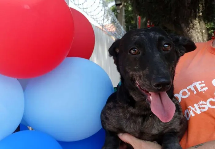 Cachorro ra a SRD idade 1 ano nome Otello