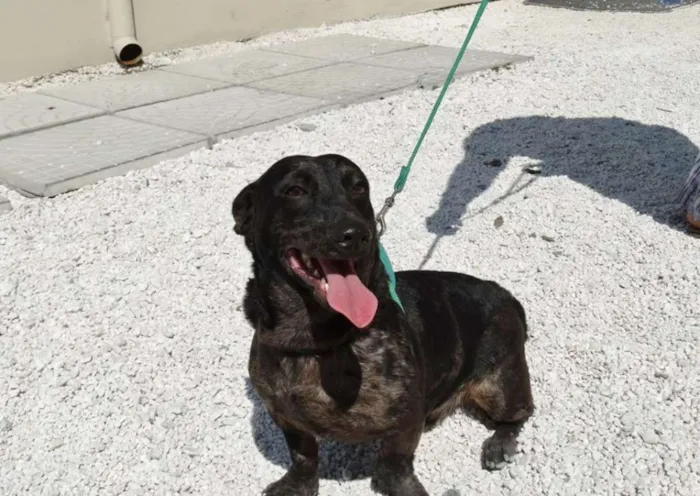 Cachorro ra a SRD idade 1 ano nome Otello