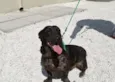 Otello