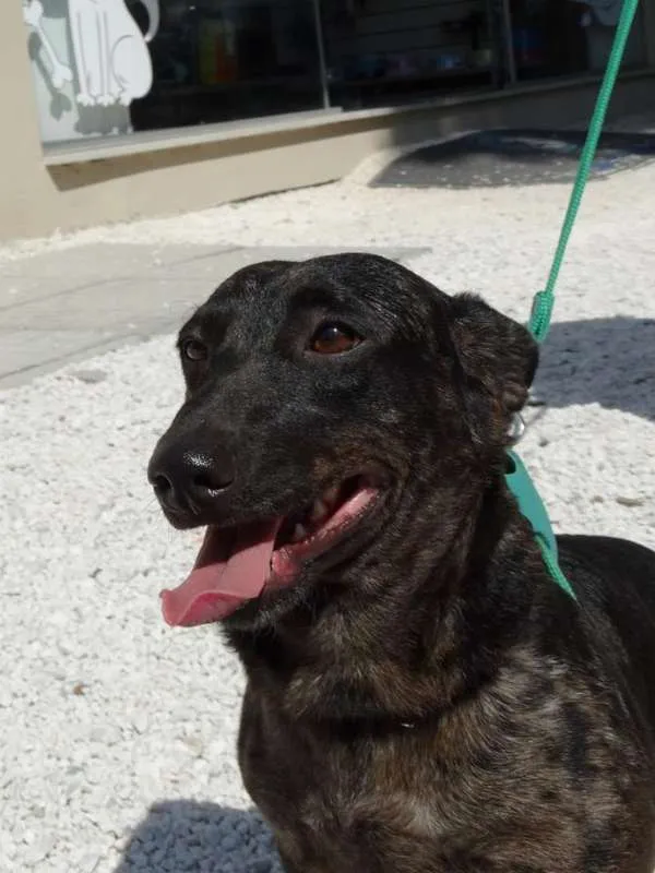 Cachorro ra a SRD idade 1 ano nome Otello