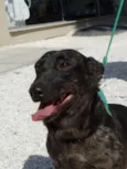 Otello