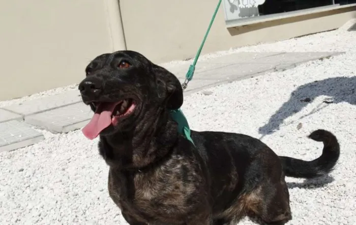 Cachorro ra a SRD idade 1 ano nome Otello