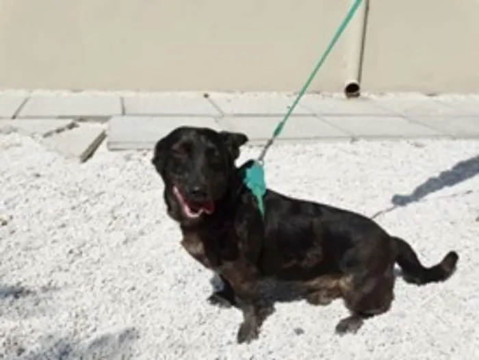 Cachorro ra a SRD idade 1 ano nome Otello