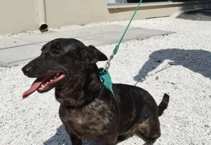 Cachorro ra a SRD idade 1 ano nome Otello