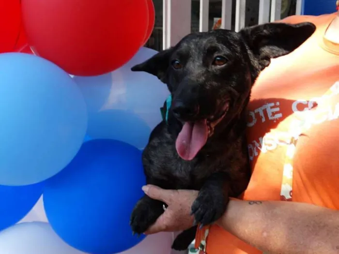 Cachorro ra a SRD idade 1 ano nome Otello