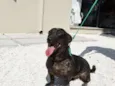 Otello
