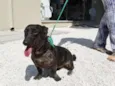 Otello