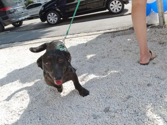 Cachorro ra a SRD idade 1 ano nome Otello